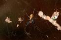 Nephila_edulis_D3551_Z_81_Mt Florence station_Australie